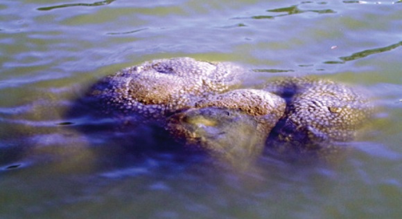 Bryozoan life form afloat in City Center lake. Credit: Mr Charles Schmuck