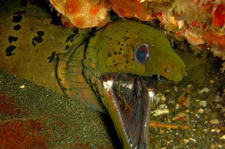 Eel (Moray with shrimp in mouth)