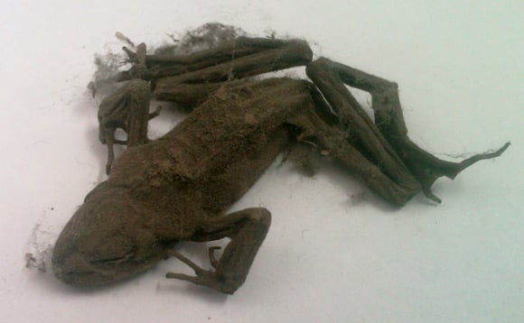 Mummified frog found inside PC, snapped by David McCauley