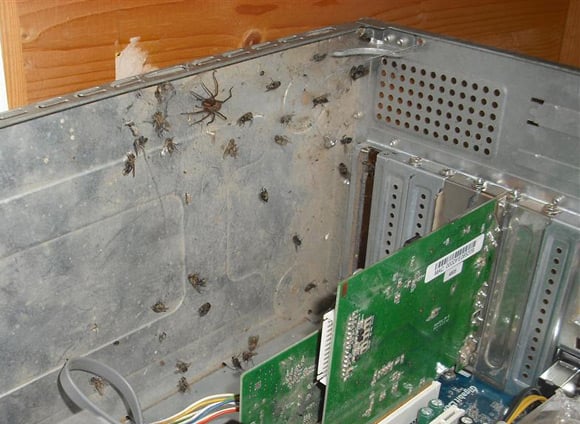 Dead flies and spider inside PC