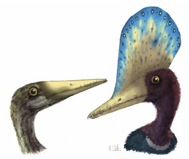 Sex related features of Darwinopterus. The male (right) has a large head crest, but this is absent in the female (left). Picture credit: Mark Witton