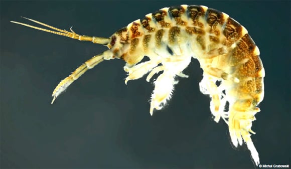 Photograph of the killer shrimp. Pic: Defra