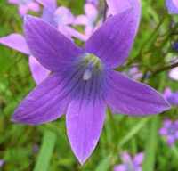 the spreading bellflower (Campanula patula)