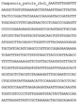 The DNA barcode of the spreading bellflower (Campanula patula)