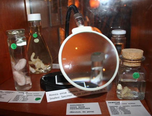 Magnifying glass in front of hamster penis exhibit. Pic: M.O/The Icelandic Phallological Museum