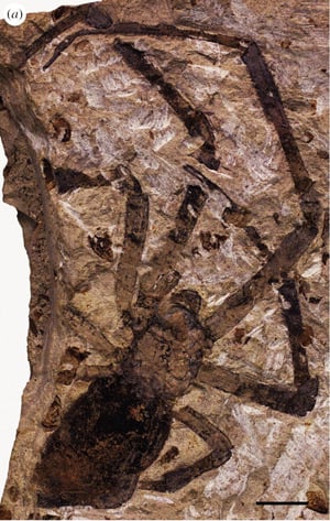 The fossilised Nephila jurassica. Pic: Paul Selden et al