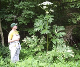 A giant hogweed. Pic: Department of Environmental Conservation