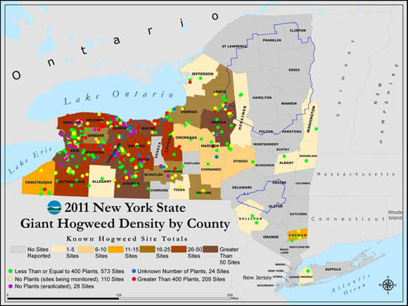 Map of giant hogweed distribution on New York State. Pic: DEC