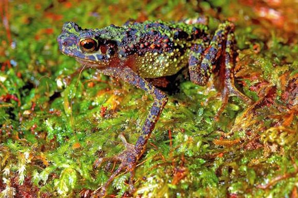 The Borneo rainbow toad. Pic: Indraneil Das
