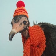 Reg, the stuffed hooded vulture, with hat and scarf