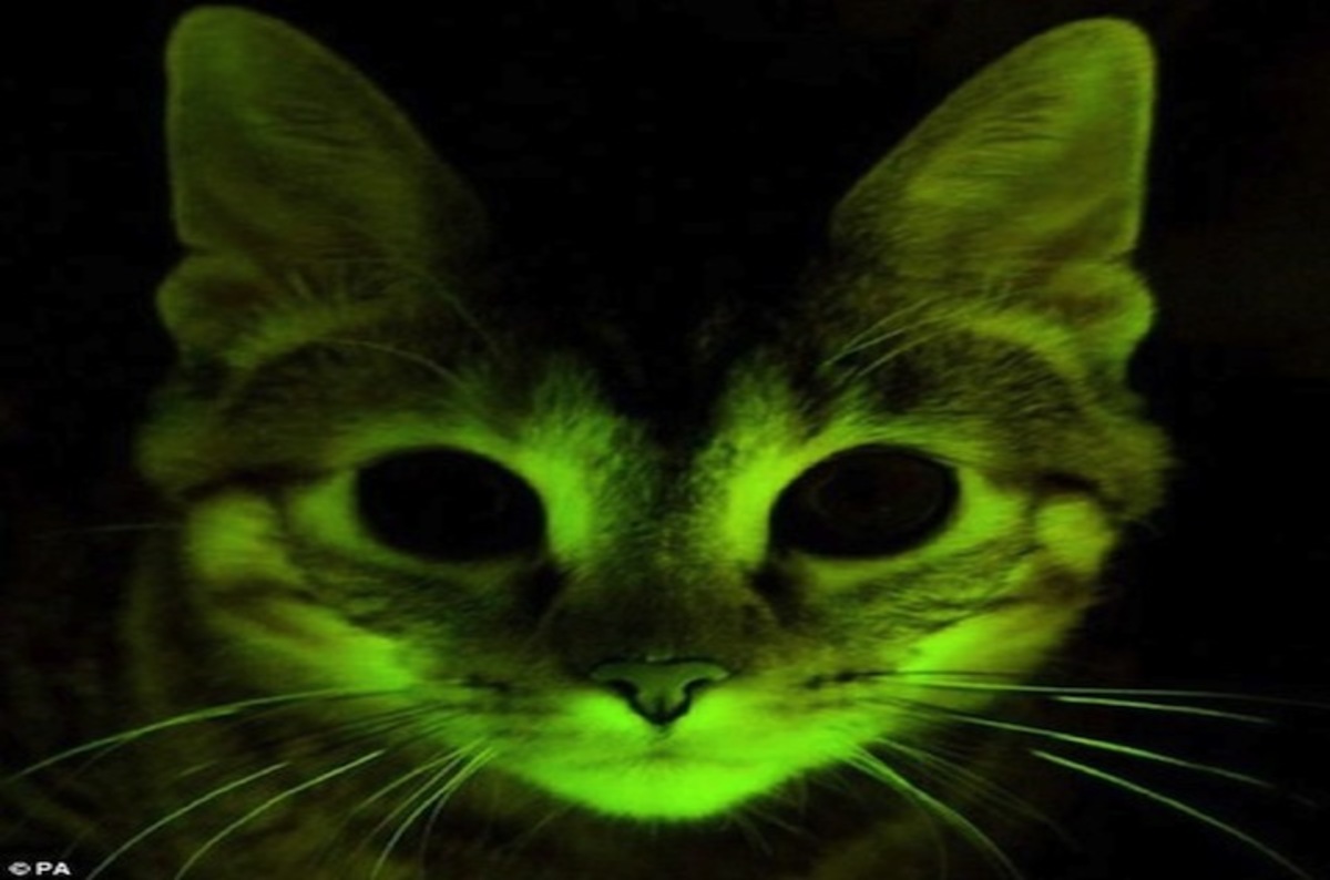 Populer 16 Cat  Besi Glow  In The Dark 