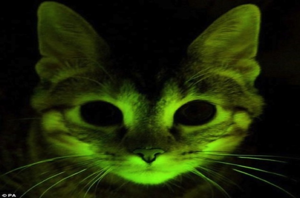 10 Konsep Penting Cat Tembok Glow In The Dark 10 Konsep Penting Cat Tembok Glow In The Dark