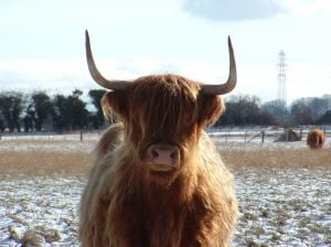 Angus Highland cow