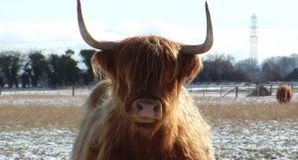 Angus Highland cow