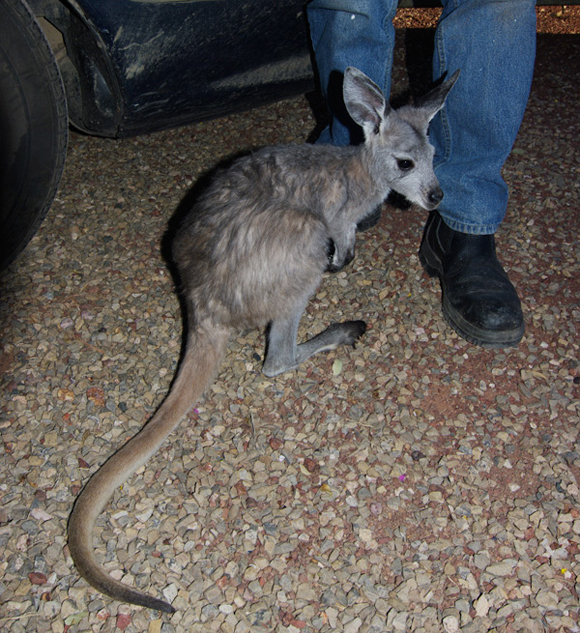 A rescued joey