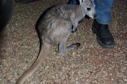 A rescued joey