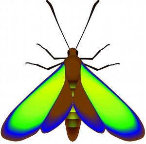 fossil_moth