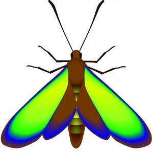 fossil_moth