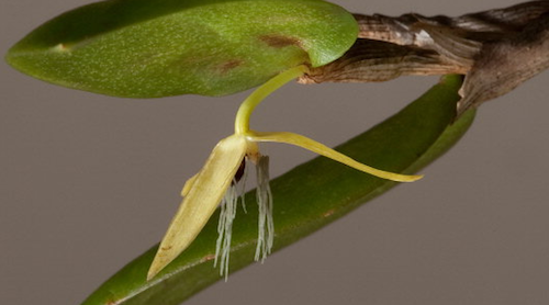 Bulbophyllum nocturnum