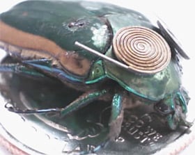 The piezoelectric beetle. Pic: The University of Michigan College of Engineering