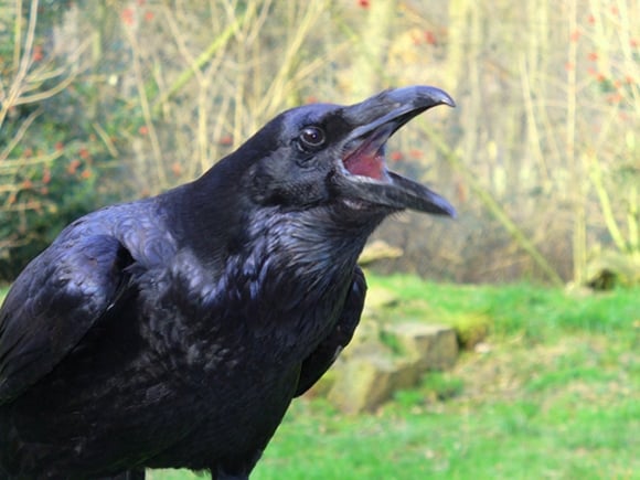 Raven croaking
