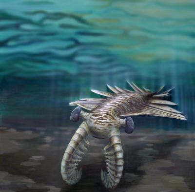 Artist impression of Anomalocaris