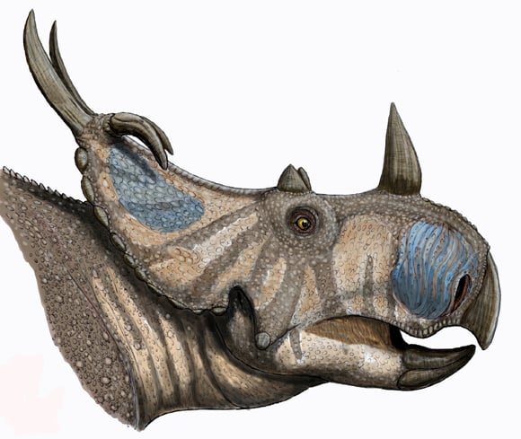 Artist's restoration of the head of Spinops sternbergorum