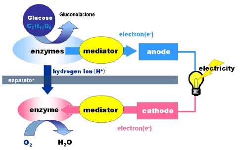 Sony bio battery