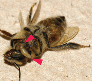 Parasite burrows out of bee