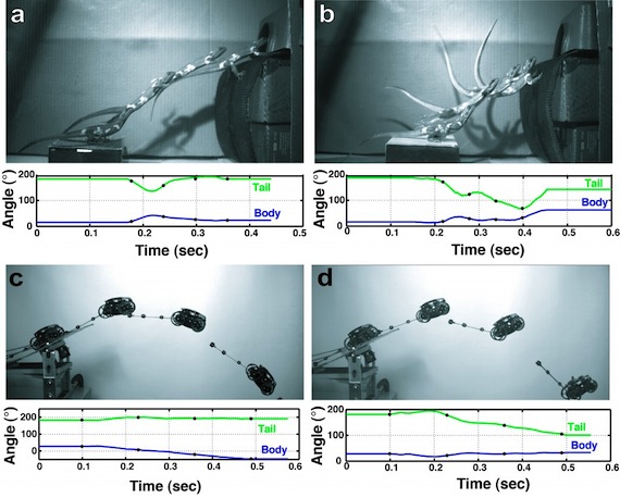 Robot tail robot, credit University of Berkeley