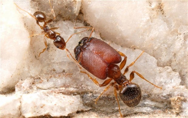 Supersoldier Ants