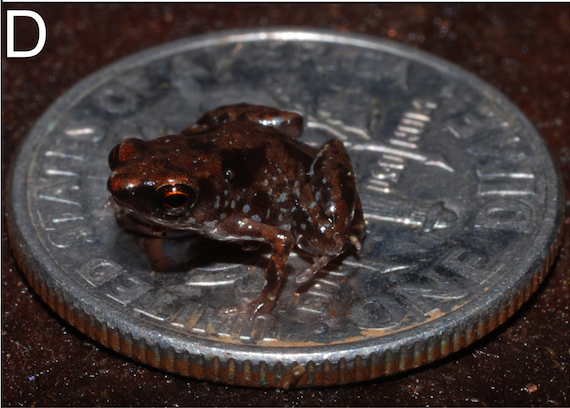Frog on dime, credit Rittmeyer et al, journal PlosONE