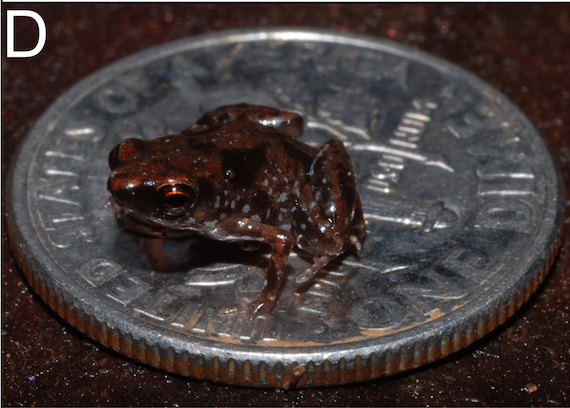 Tiny frog claimed as smallest vertebrate ever • The Register