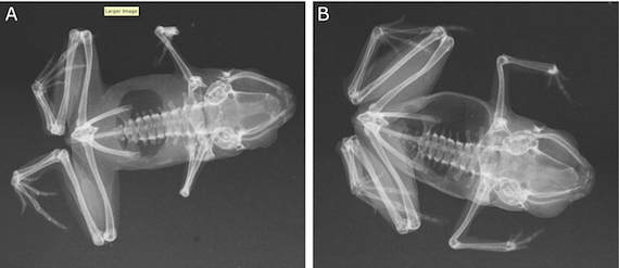 Frog xray, credit Rittmeyer et al, journal PlosONE