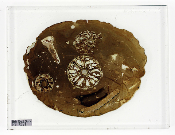 Fossilised tree in Darwin collection, credit British Geological Survey