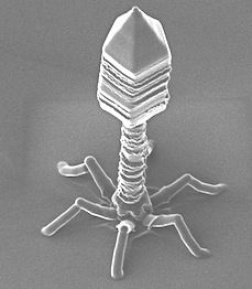 phage.jpg