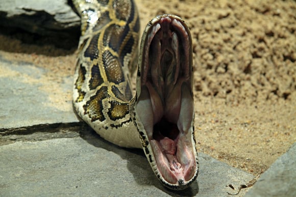 Open-mouthed Burmese python