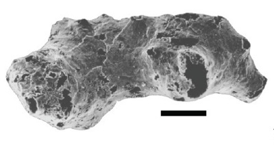 Otavia fossil example