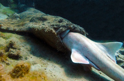 Wobegong eats Bamboo Shark