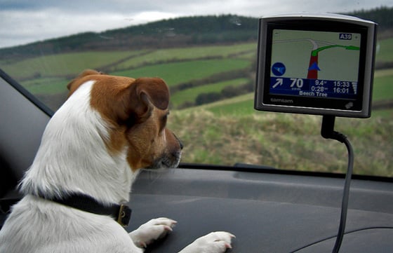 Dog using a satnav, Mark Robinson