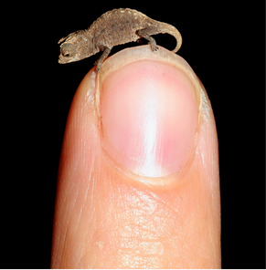 tiny_chameleon_plos_one