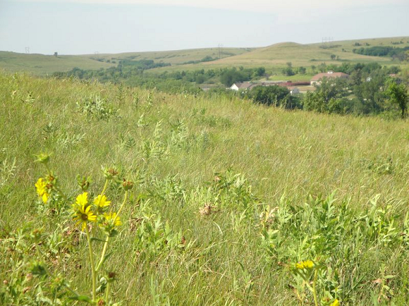 The rolling majesty of the Kansas prairies. Credit: NSF Konza Prairie LTER Site