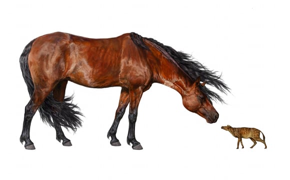 Modern Morgan horse (left) thinks about eating teeny Sifrhippus (right)