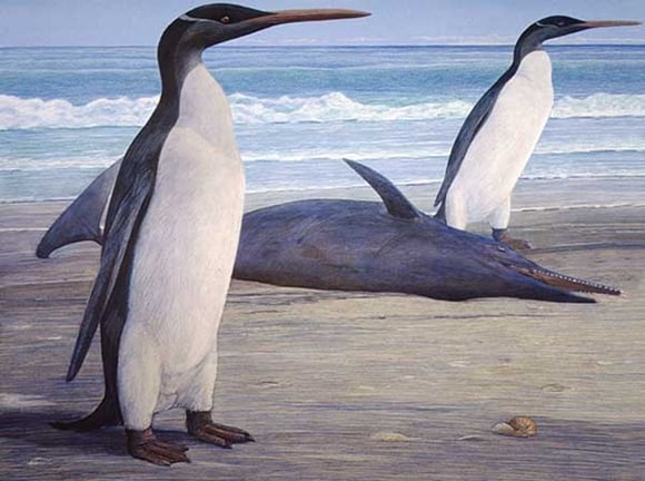 Two Kairuku penguins come ashore, passing a stranded Waipatia dolphin