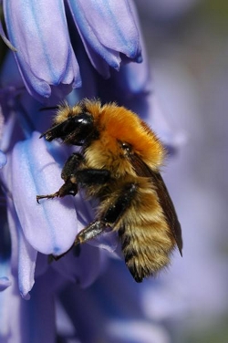 A moss carder bumblebee