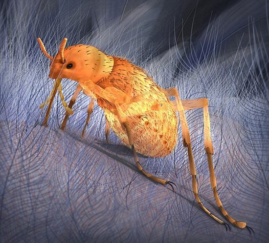 Illustration of prehistoric flea