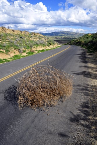 Tumbleweed via Shutterstock