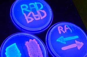 DNA fluorescing