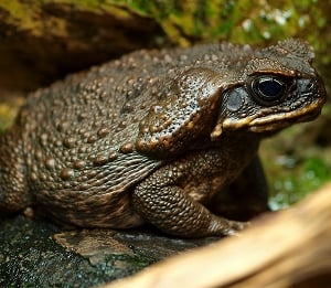 Bufo marinus (aka Cane Toad) - a regular four-legged version