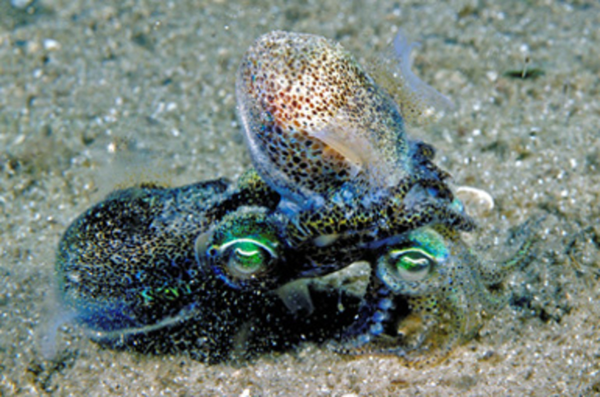 Dumpling Squid Do It WHENEVER THEY CAN FOR HOURS ON END The Register
